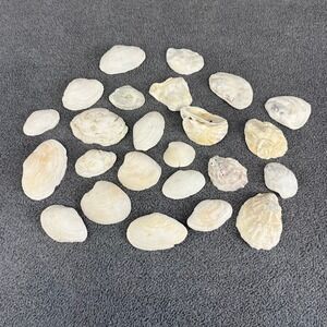 Assorted Seashells Bulk Lot‎ Beach Craft Decor Natural White Tan Mixed